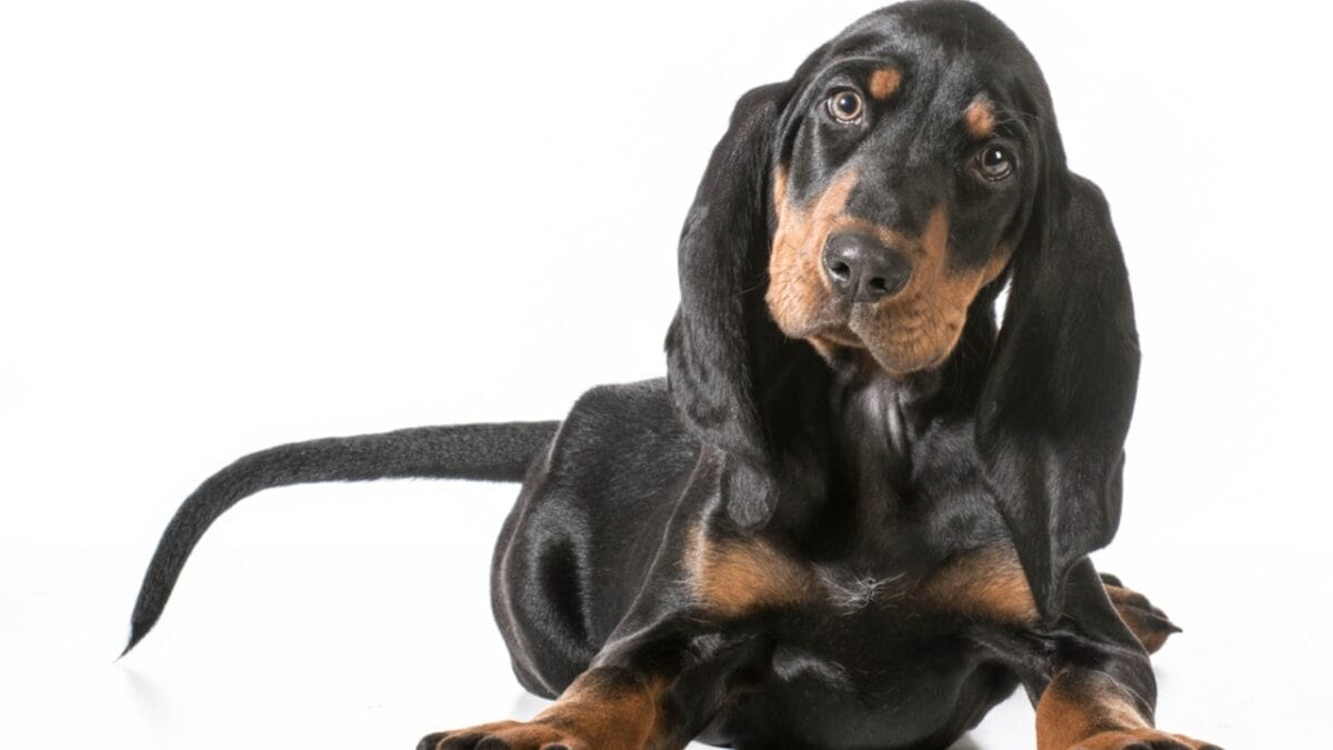 10 Unexpected Facts About the American English Coonhound 10 10 Unexpected Facts About the American English Coonhound - coonhound dog sitting white dp49009021