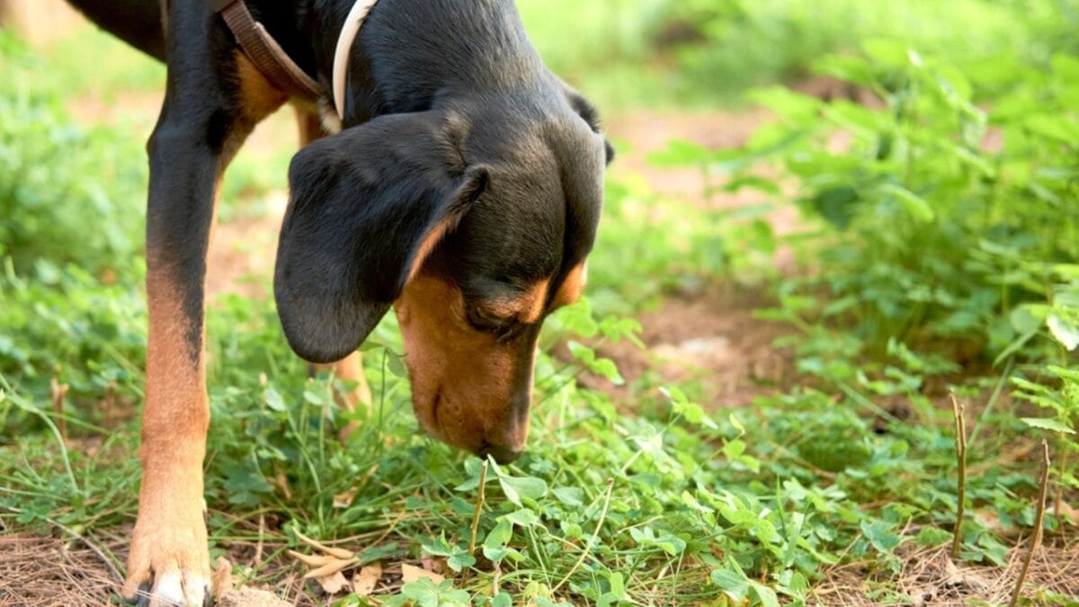 10 Reasons Your Dog’s Nose Is Their Greatest Superpower 10 10 Reasons Your Dog’s Nose Is Their Greatest Superpower - coonhound dog sniff dp344175088
