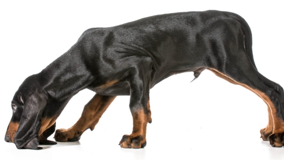 George Washington Loved These Dogs: On & Off the Battlefield 7 George Washington Loved These Dogs: On & Off the Battlefield - coonhound dog sniffing ss192283751