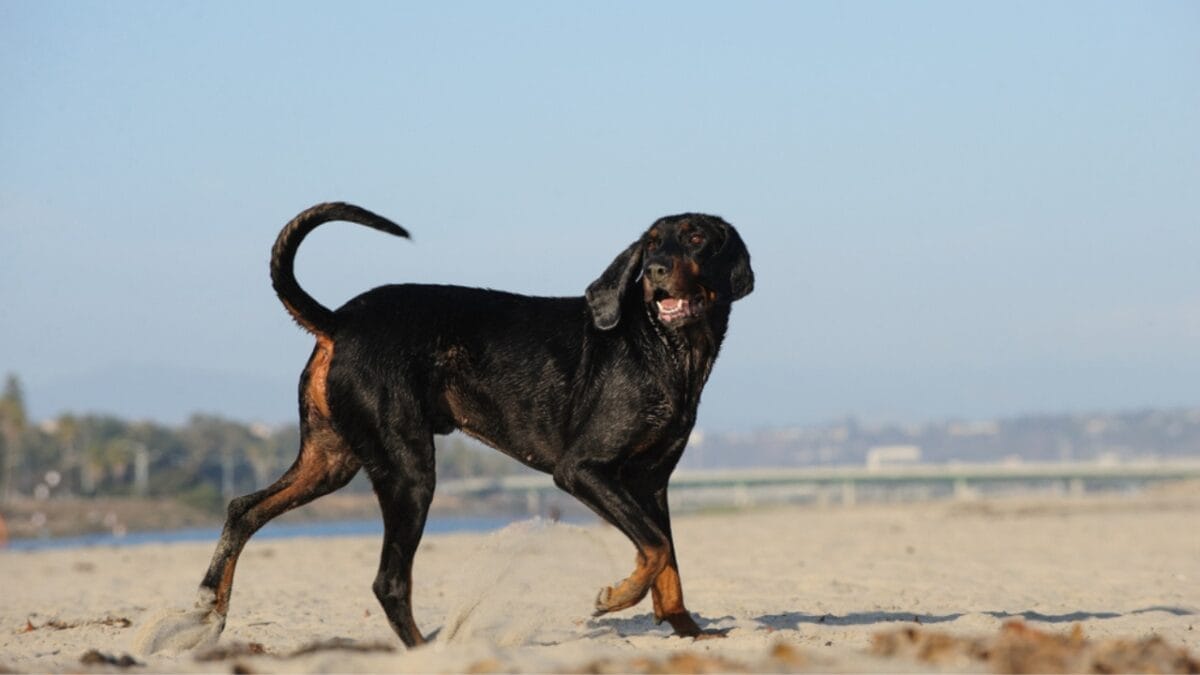 George Washington Loved These Dogs: On & Off the Battlefield - coonhound dog standing sea ss794209747