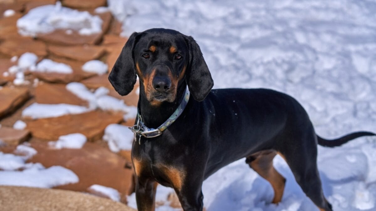 George Washington Loved These Dogs: On & Off the Battlefield - coonhound dog standing snow ss2304974609