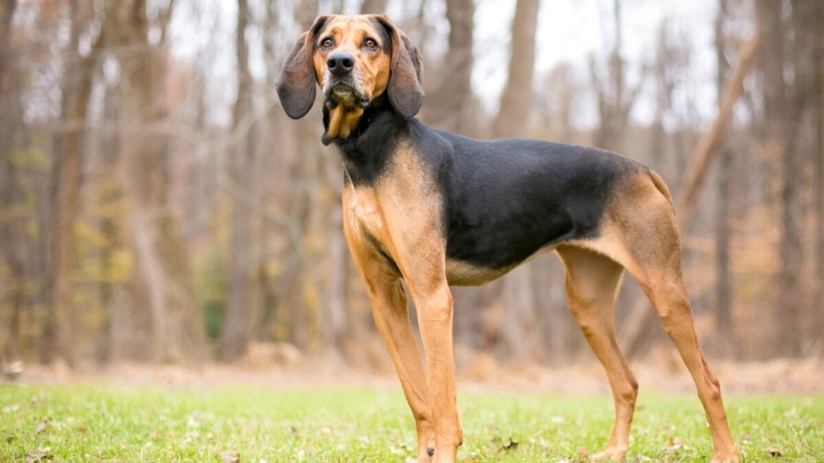 George Washington Loved These Dogs: On & Off the Battlefield - coonhound dog standing trees ss1985699471