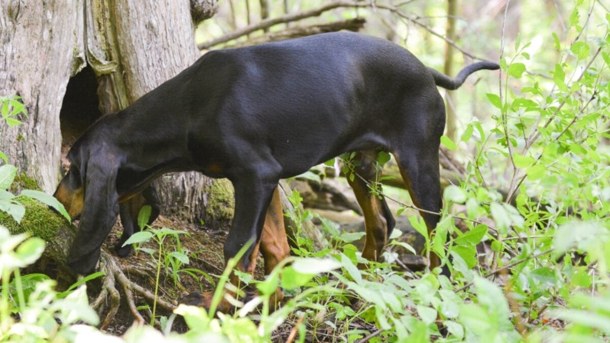 10 Unexpected Facts About the American English Coonhound 3 10 Unexpected Facts About the American English Coonhound - coonhound in tree dog dp49427171