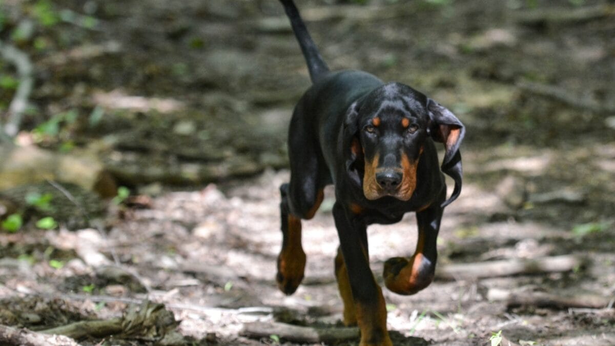 10 Unexpected Facts About the American English Coonhound 4 10 Unexpected Facts About the American English Coonhound - coonhound in woods dog dp49008785