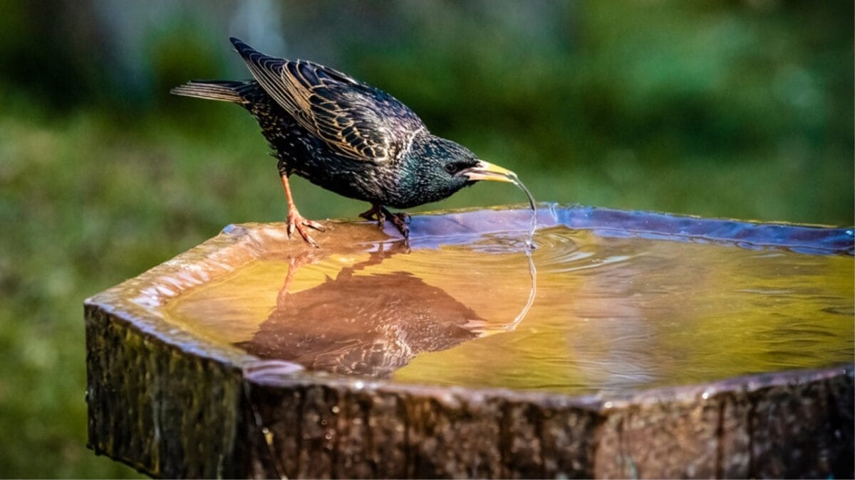 7 Brilliant Tricks to Keep Your Bird Bath Algae-Free & Inviting - copper bird bath ss1964713609