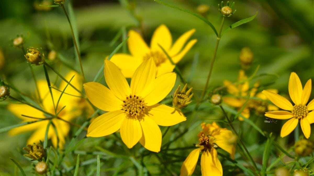 Say Goodbye to Dull Gardens: 22 Perennials That Bloom All Season Long 11 Say Goodbye to Dull Gardens: 22 Perennials That Bloom All Season Long - coreopsis flower dp622361756