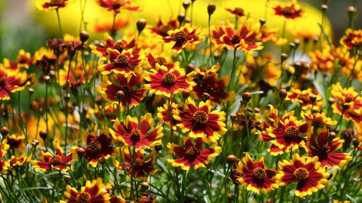20 Perennial Flowers that Keep Your Garden Alive from Spring to Fall - coreopsis ss1997849234