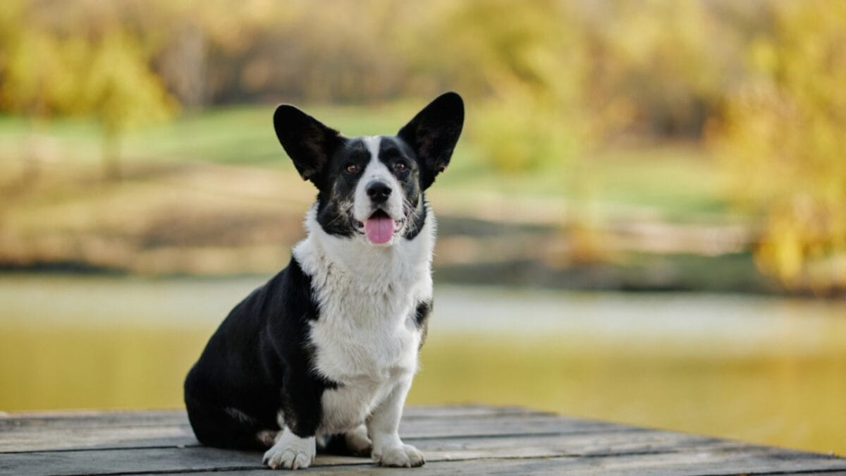 31 Endangered Dog Breeds at Risk of Disappearing 27 31 Endangered Dog Breeds at Risk of Disappearing - corgi cardigan ss1860448897