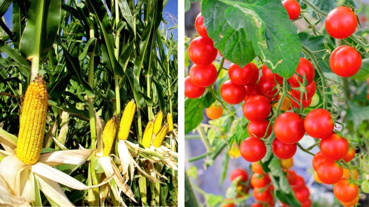 11 Plants You Should Never Grow Together - corns and tomatoes dp2061409 96110360 2