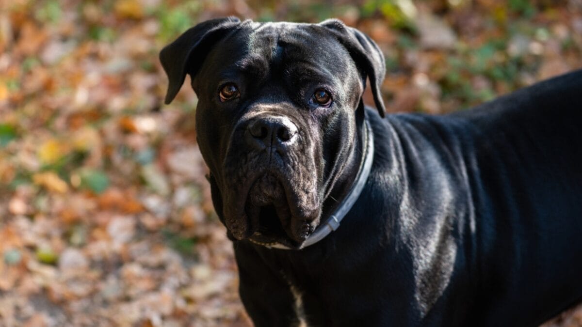 9 Things Anyone Considering a Cane Corso Should Know 6 9 Things Anyone Considering a Cane Corso Should Know - corso dog face closeup dp675240554