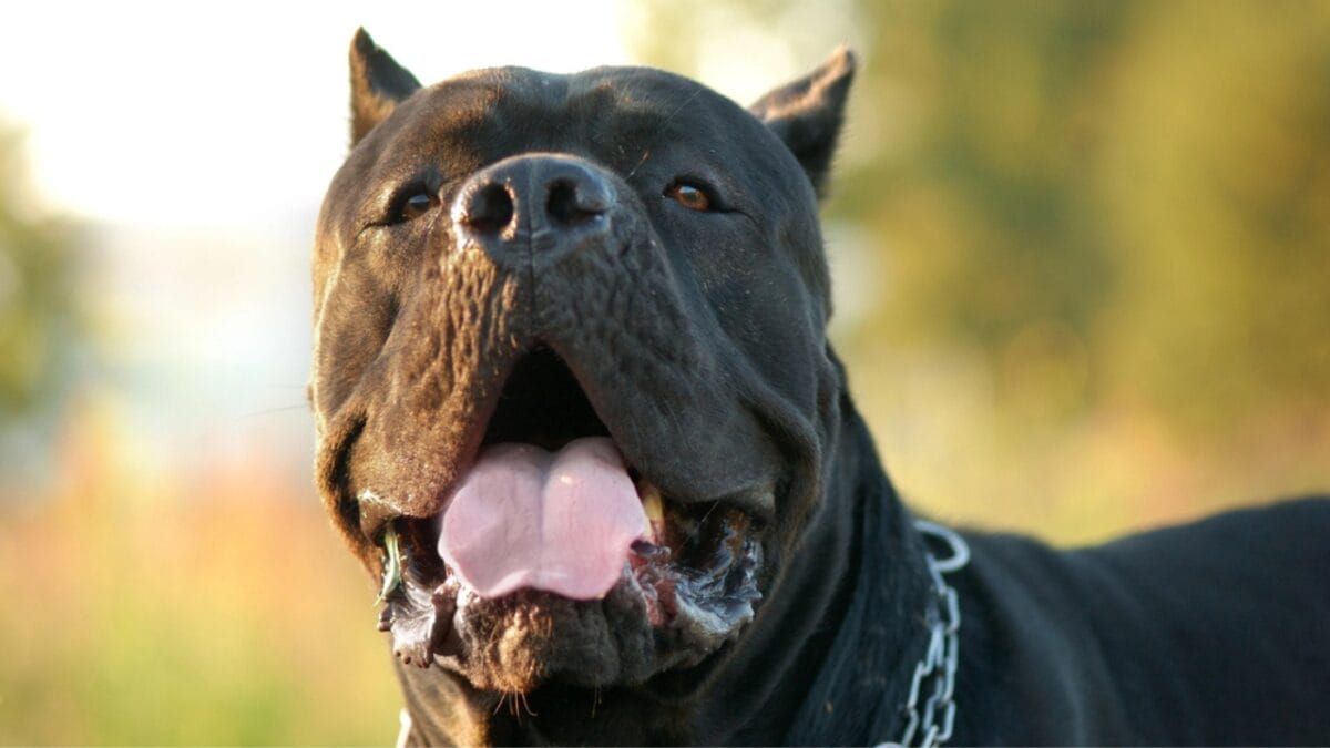 Debunking the Top 10 Cane Corso Myths 6 Debunking the Top 10 Cane Corso Myths - corso dog open mouth dp2422580