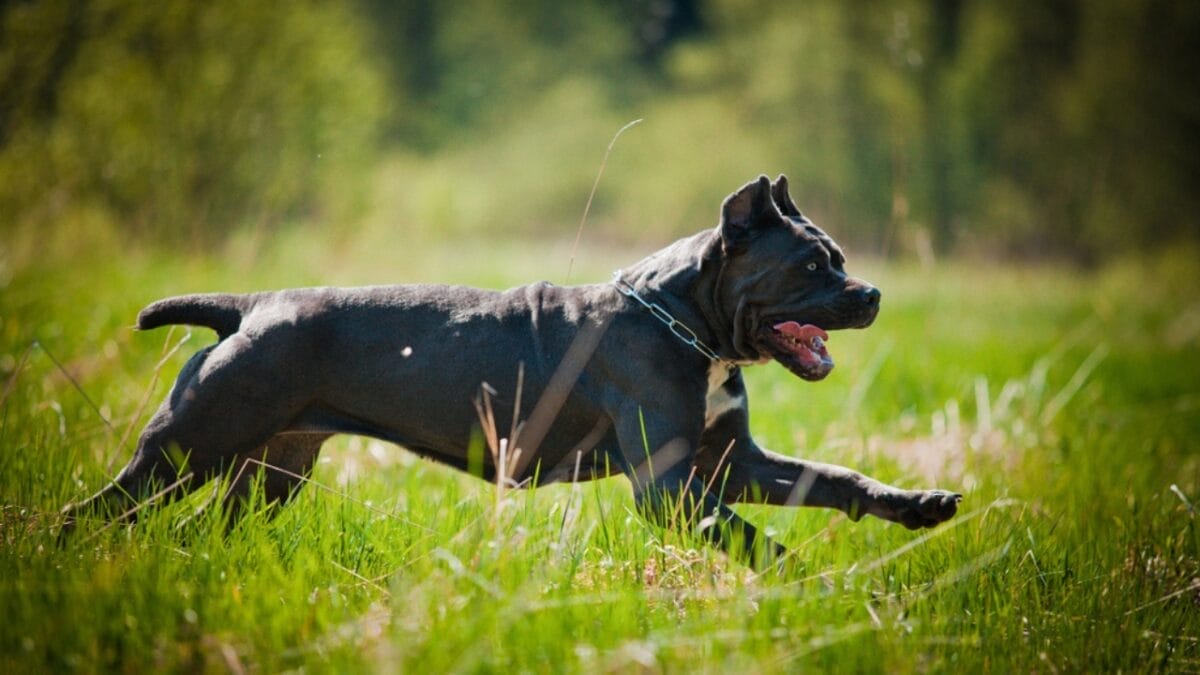 9 Things Anyone Considering a Cane Corso Should Know 2 9 Things Anyone Considering a Cane Corso Should Know - corso dog running grass dp55788271
