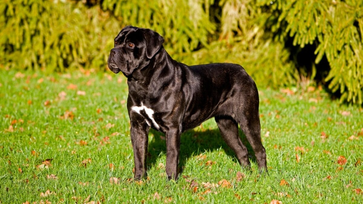 9 Little-Known Historical Truths About Cane Corso Dogs 9 9 Little-Known Historical Truths About Cane Corso Dogs - corso dog standing grass dp346292854