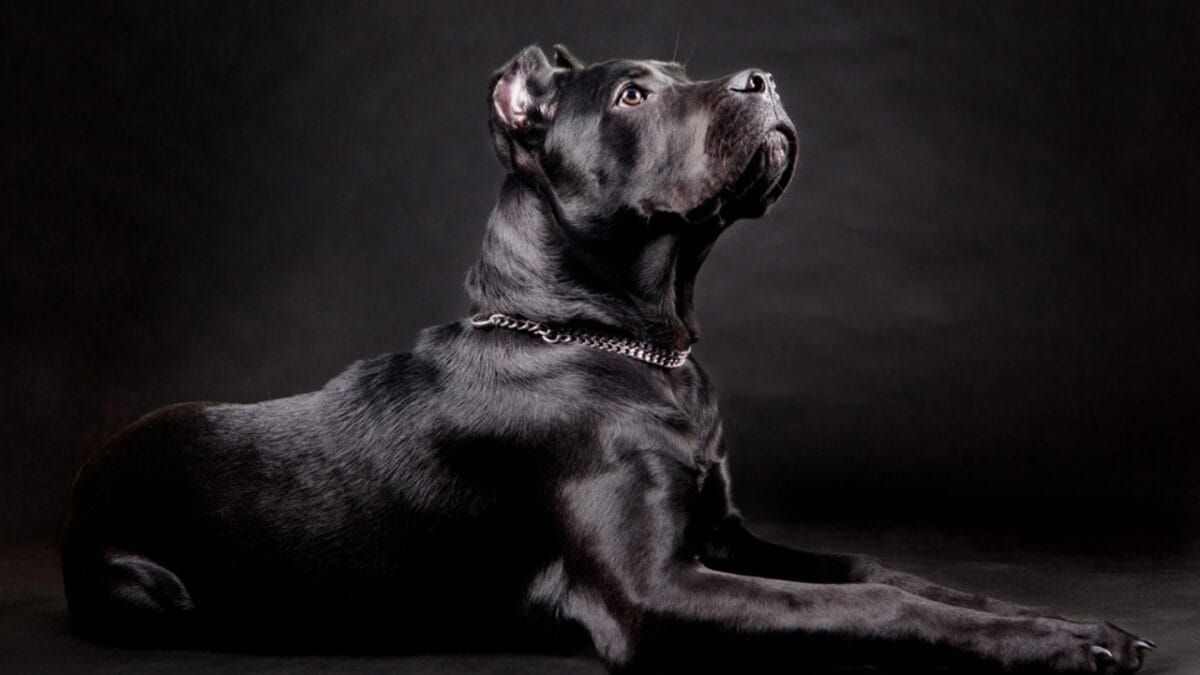 9 Little-Known Historical Truths About Cane Corso Dogs 7 9 Little-Known Historical Truths About Cane Corso Dogs - corso dog studio black dp41282061