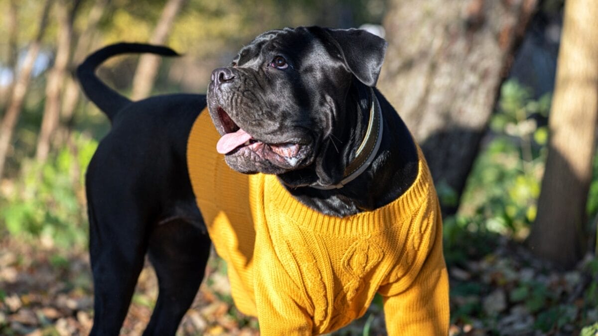 9 Things Anyone Considering a Cane Corso Should Know 5 9 Things Anyone Considering a Cane Corso Should Know - corso dog wearing sweater dp675240576