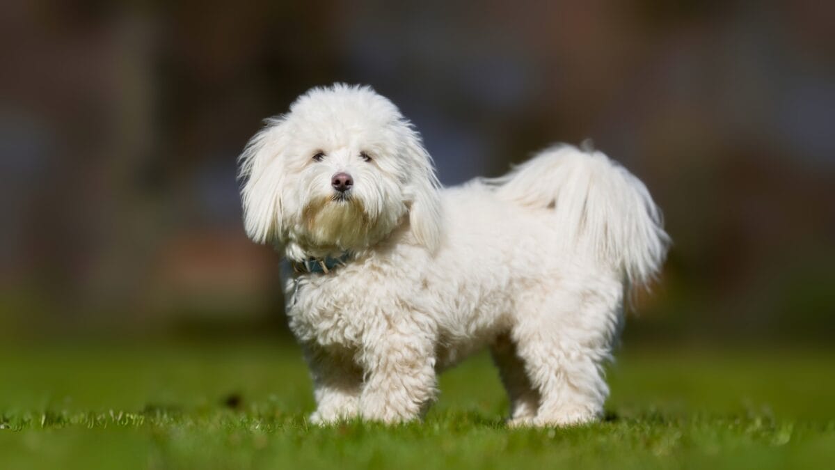15 Dog Breeds Known for Their Fluffy, Cuddly Puppies - coton de tulear ss435559696