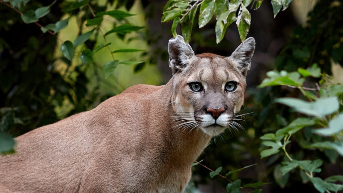 15 of the Most Extreme Animals Roaming Wild in North America - cougar ss2000361320