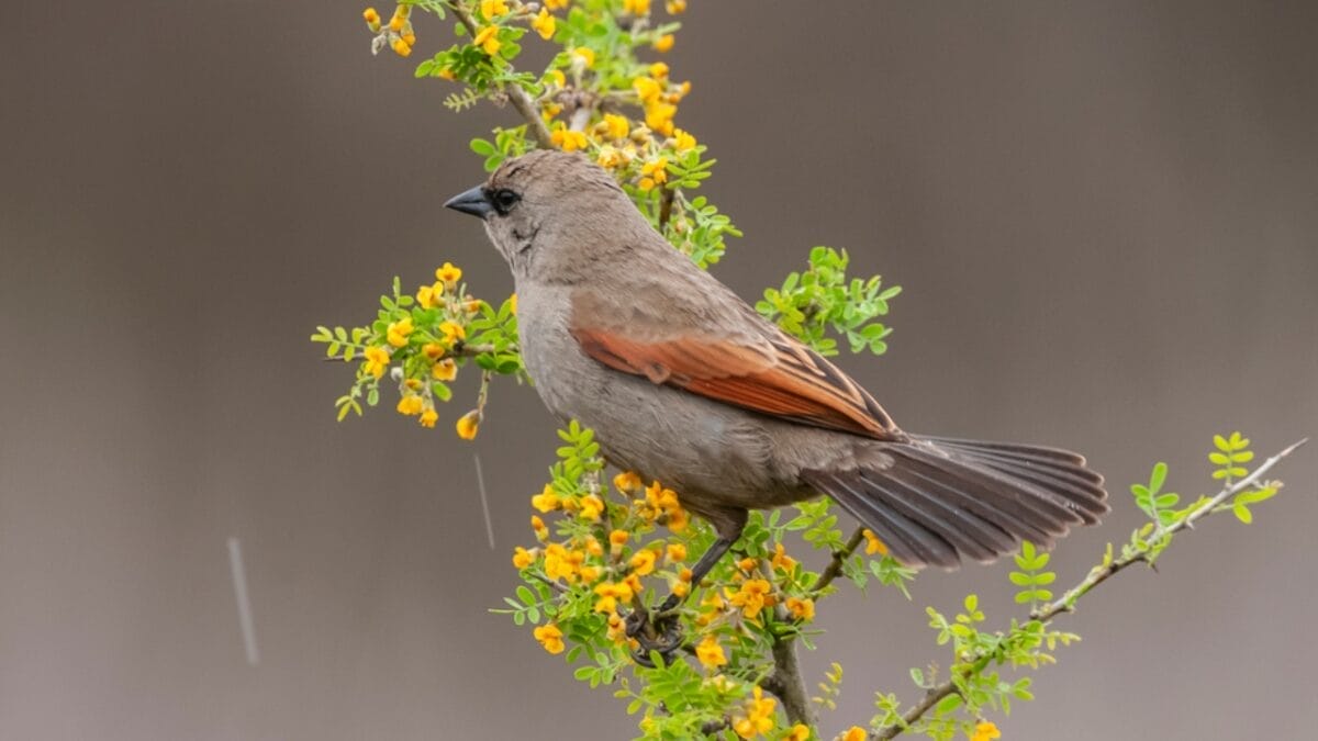 9 Birds You Don’t Want to See in Your Yard 7 9 Birds You Don’t Want to See in Your Yard - cowbird on branch dp708302888