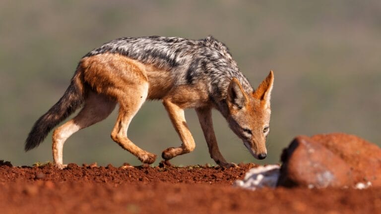 10 Smells That Attract Coyotes to Your Yard 7 10 Smells That Attract Coyotes to Your Yard - coyote dog dp565134922