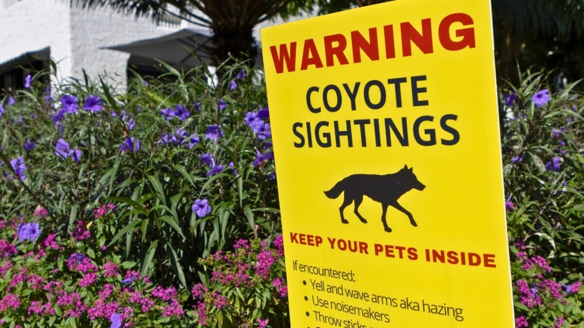 20 States Where Coyotes Are Thriving: Sightings Increasing 22 20 States Where Coyotes Are Thriving: Sightings Increasing - coyotes coexistence ss2369178583