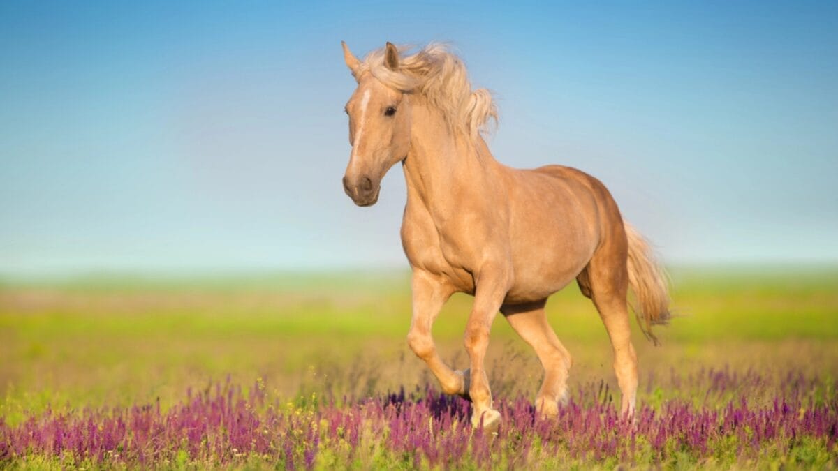 A Closer Look at Horse Colors: From Uncommon Shades to Everyday Favorites - cremello horse dp369255558