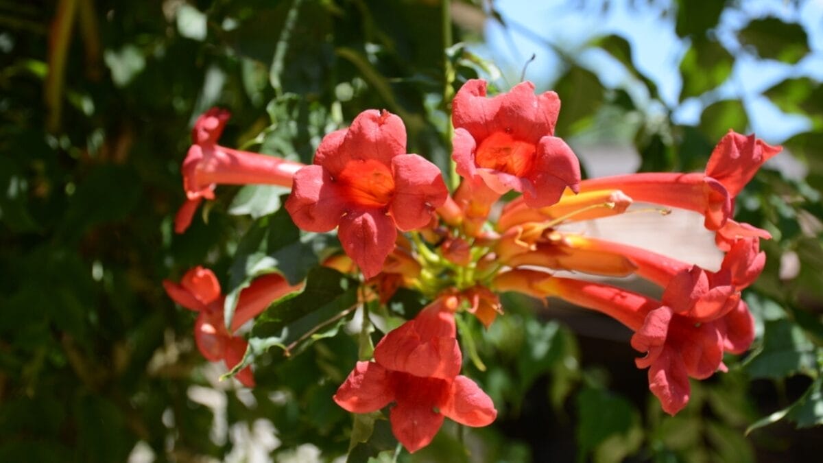 14 Native Plants: Transform Your Garden into a Hummingbird Haven 12 14 Native Plants: Transform Your Garden into a Hummingbird Haven - crossvine ss459908326