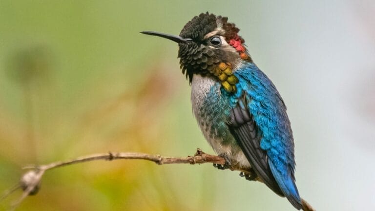 Meet the Bee Hummingbird: The Tiny Avian Marvel of Cuba 7 Meet the Bee Hummingbird: The Tiny Avian Marvel of Cuba - cuba bee hummingbird ss2143994749