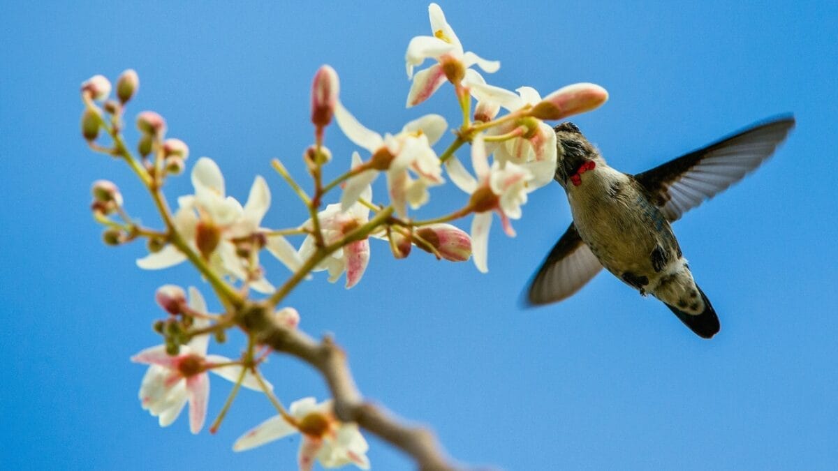 Meet the Bee Hummingbird: The Tiny Avian Marvel of Cuba 5 Meet the Bee Hummingbird: The Tiny Avian Marvel of Cuba - cuban bee hummingbird ss358445612