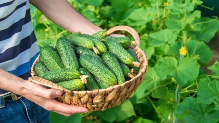 8-Step Guide to Growing the Best Cucumbers Ever this Year 3 8-Step Guide to Growing the Best Cucumbers Ever this Year - cucumber ss1100487296