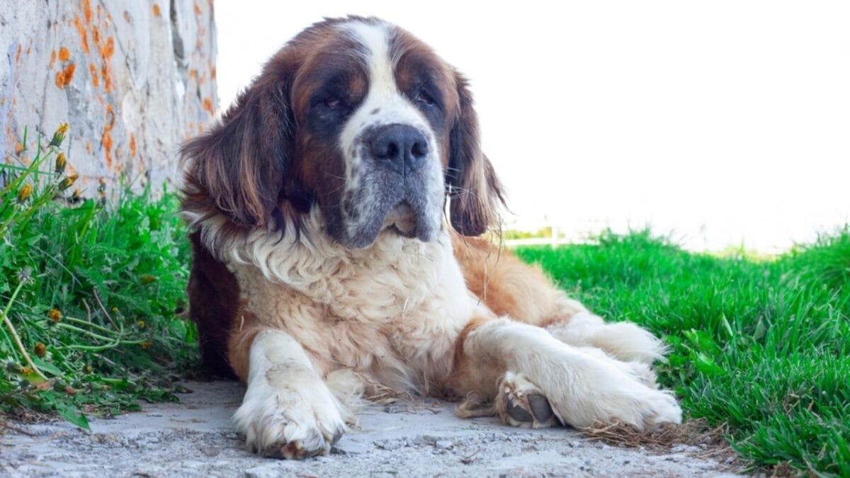 5 Iconic Saint Bernards from Pop Culture That Will Melt Your Heart 6 5 Iconic Saint Bernards from Pop Culture That Will Melt Your Heart - cujo saint bernard ss2322470917