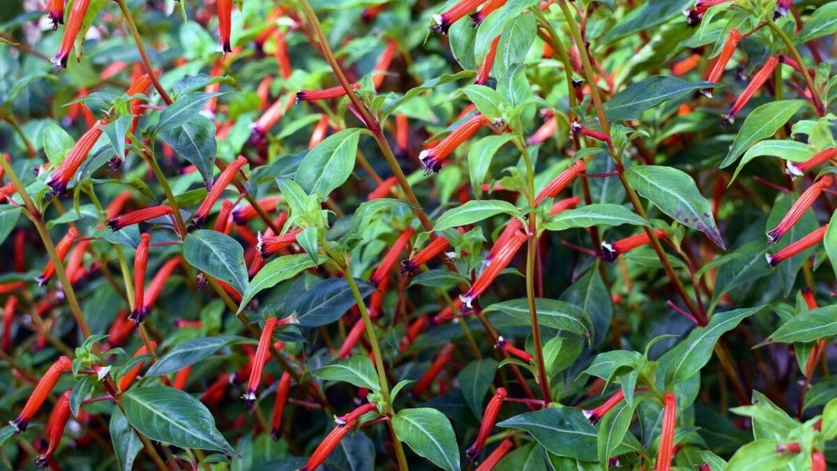 Attract Hummingbirds to Your Hanging Baskets with These 10 Low-Key Flowers - cuphea cigar plant ss492045661