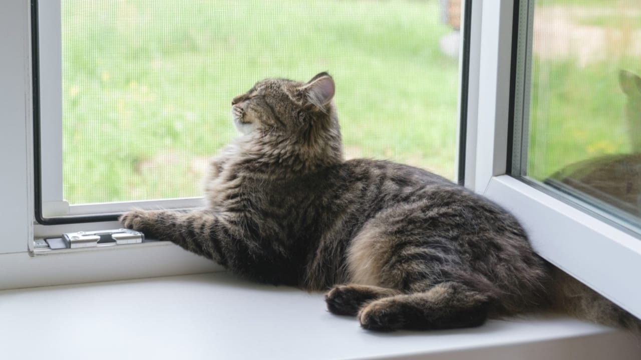 Colors Cats are Attracted to: The Science Behind Feline Fascination 5 Colors Cats are Attracted to: The Science Behind Feline Fascination - curious cat ss2177089633