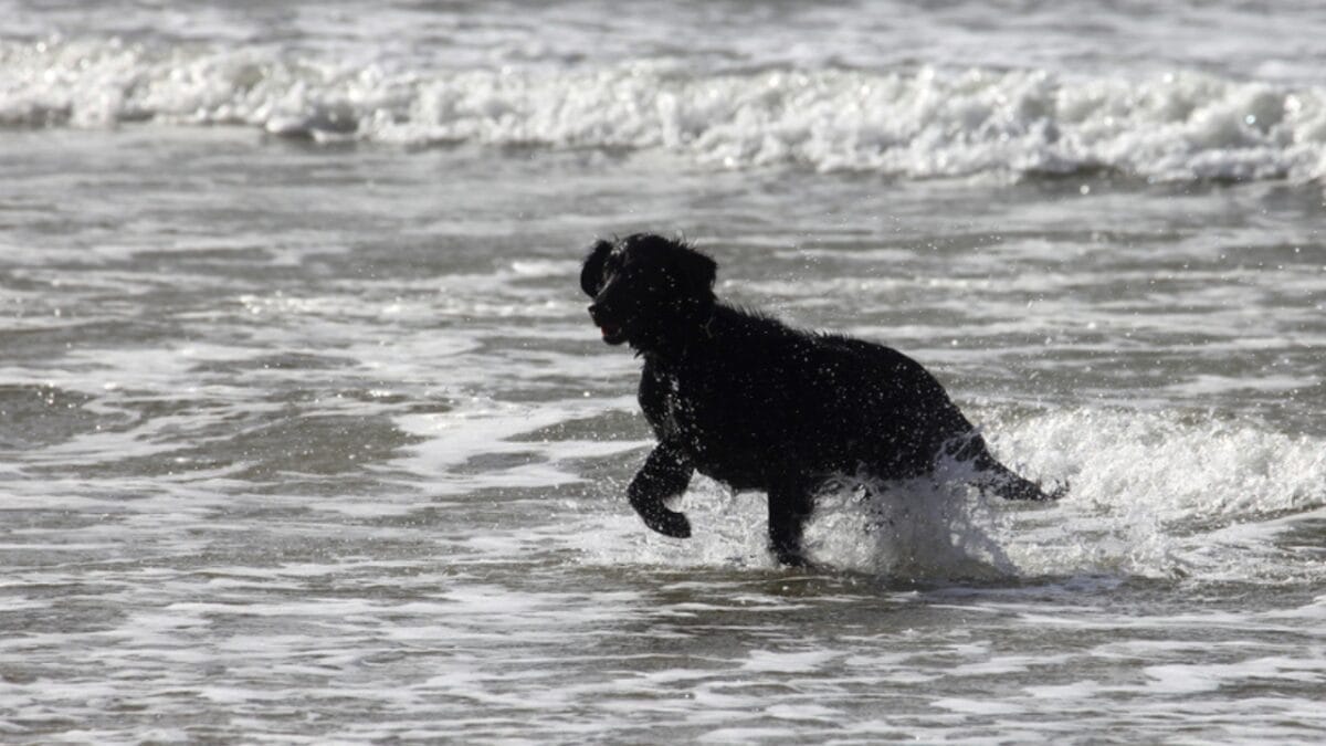 Get to Know Curly-Coated Retrievers: 10 Facts You May Not Have Heard 4 Get to Know Curly-Coated Retrievers: 10 Facts You May Not Have Heard - curly coated retriever beach dp338358006