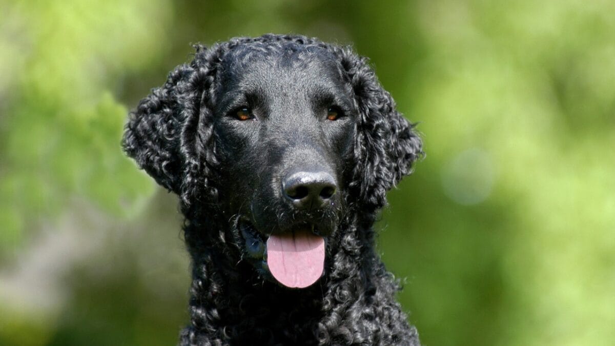 Get to Know Curly-Coated Retrievers: 10 Facts You May Not Have Heard 7 Get to Know Curly-Coated Retrievers: 10 Facts You May Not Have Heard - curly coated retriever curl dp530586772