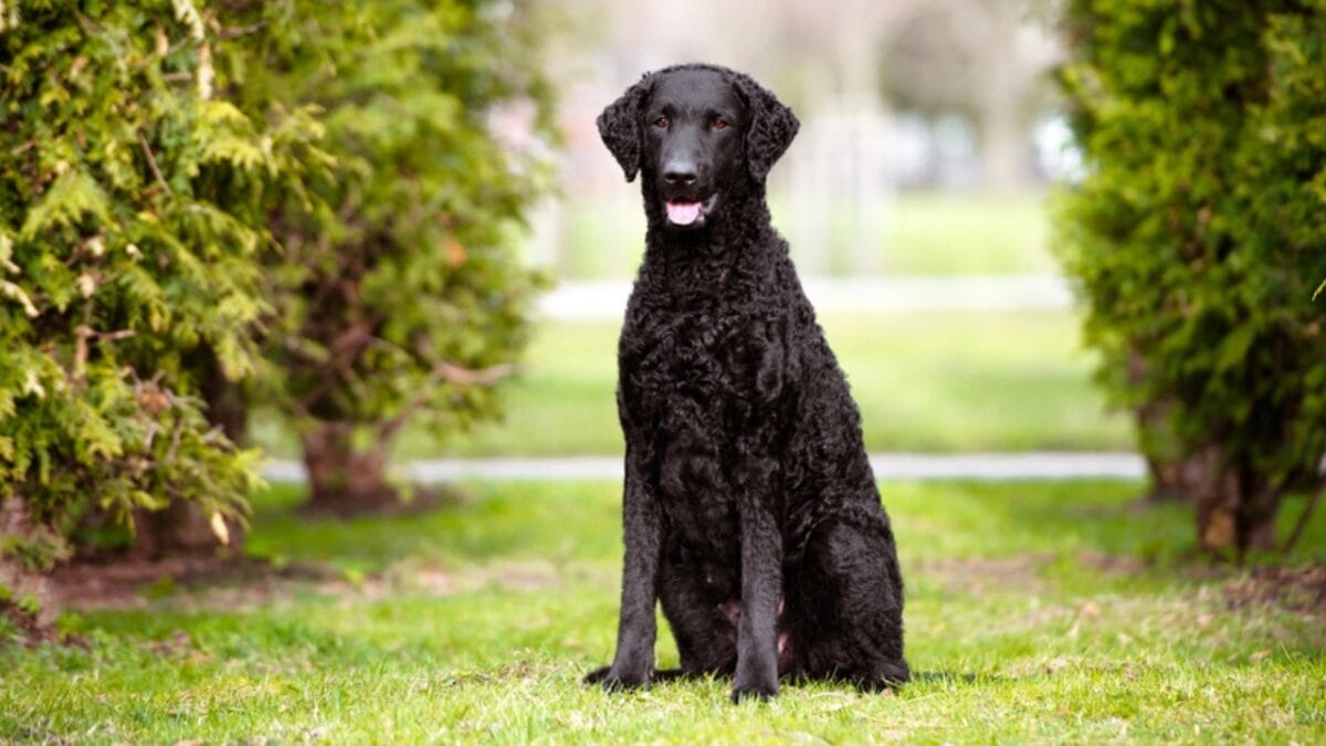 Get to Know Curly-Coated Retrievers: 10 Facts You May Not Have Heard 3 Get to Know Curly-Coated Retrievers: 10 Facts You May Not Have Heard - curly coated retriever dp71172179