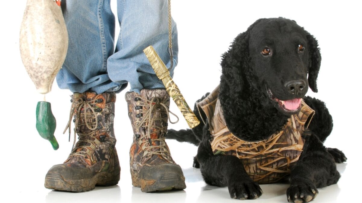 Get to Know Curly-Coated Retrievers: 10 Facts You May Not Have Heard 10 Get to Know Curly-Coated Retrievers: 10 Facts You May Not Have Heard - curly coated retriever hunter dp24013739
