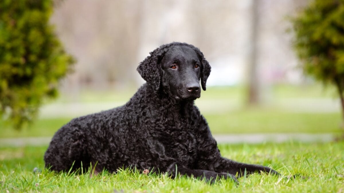 Get to Know Curly-Coated Retrievers: 10 Facts You May Not Have Heard 8 Get to Know Curly-Coated Retrievers: 10 Facts You May Not Have Heard - curly coated retriever in grass dp71172167