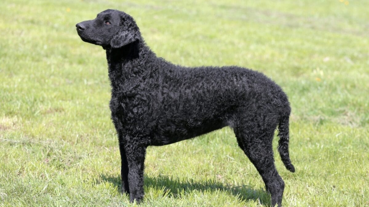 Get to Know Curly-Coated Retrievers: 10 Facts You May Not Have Heard 6 Get to Know Curly-Coated Retrievers: 10 Facts You May Not Have Heard - curly coated retriever independent dp117177050