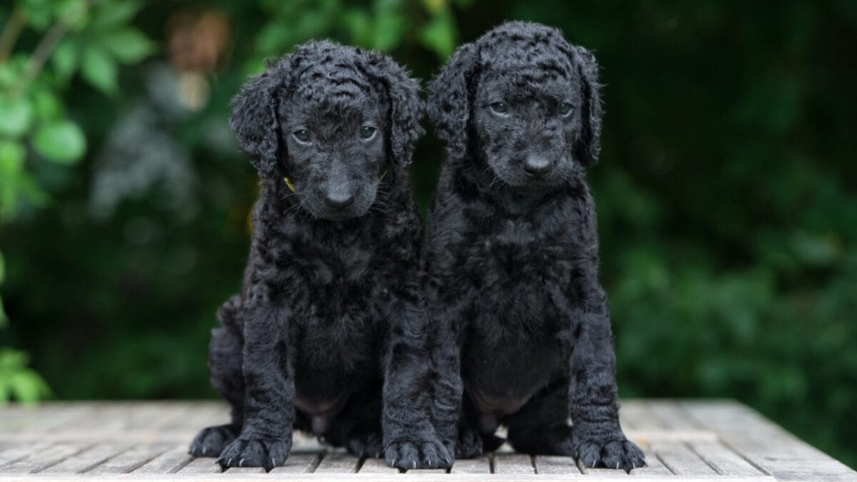 Get to Know Curly-Coated Retrievers: 10 Facts You May Not Have Heard 9 Get to Know Curly-Coated Retrievers: 10 Facts You May Not Have Heard - curly coated retriever puppy dp320884394