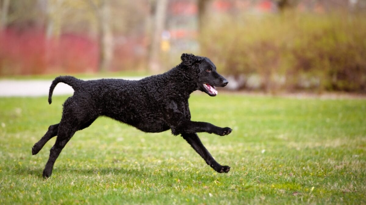 Get to Know Curly-Coated Retrievers: 10 Facts You May Not Have Heard 5 Get to Know Curly-Coated Retrievers: 10 Facts You May Not Have Heard - curly coated retriever running dp71172223