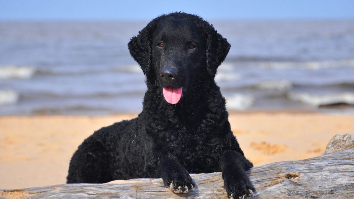 31 Endangered Dog Breeds at Risk of Disappearing 31 31 Endangered Dog Breeds at Risk of Disappearing - curly coated retriever ss609959159