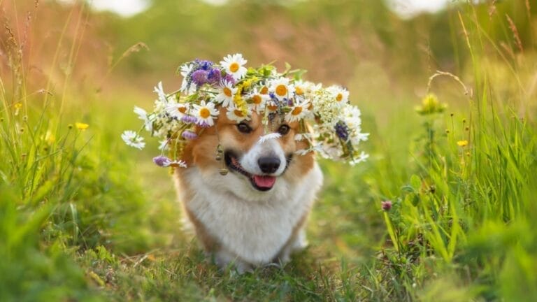 15 American Cities With the Cutest Dogs 7 15 American Cities With the Cutest Dogs - cute corgi dog ss2416316195