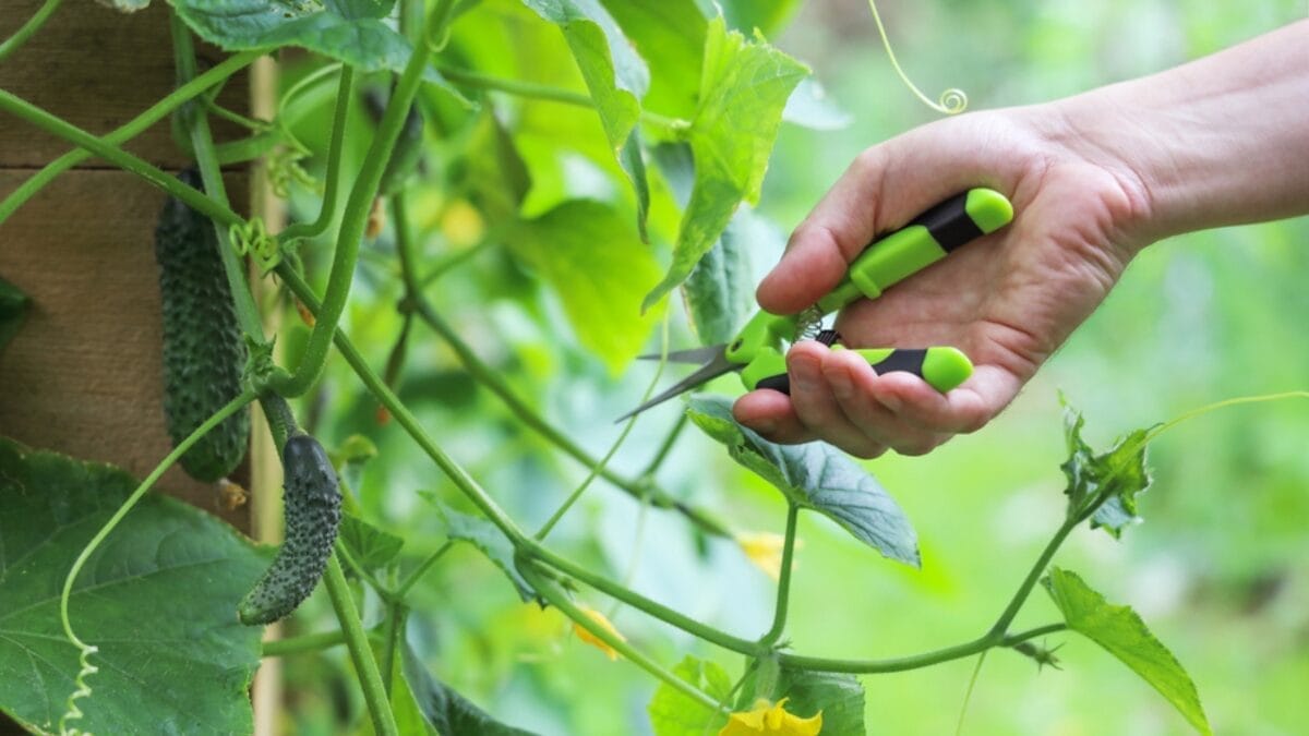 8-Step Guide to Growing the Best Cucumbers Ever this Year 6 8-Step Guide to Growing the Best Cucumbers Ever this Year - cutting cucumber ss1905590104