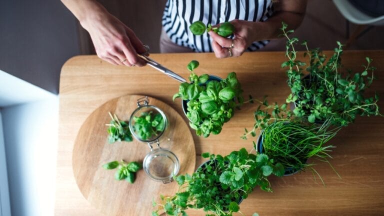 6 Houseplants That Double as Edible Delights 1 6 Houseplants That Double as Edible Delights - cutting green herbs ss1734230423