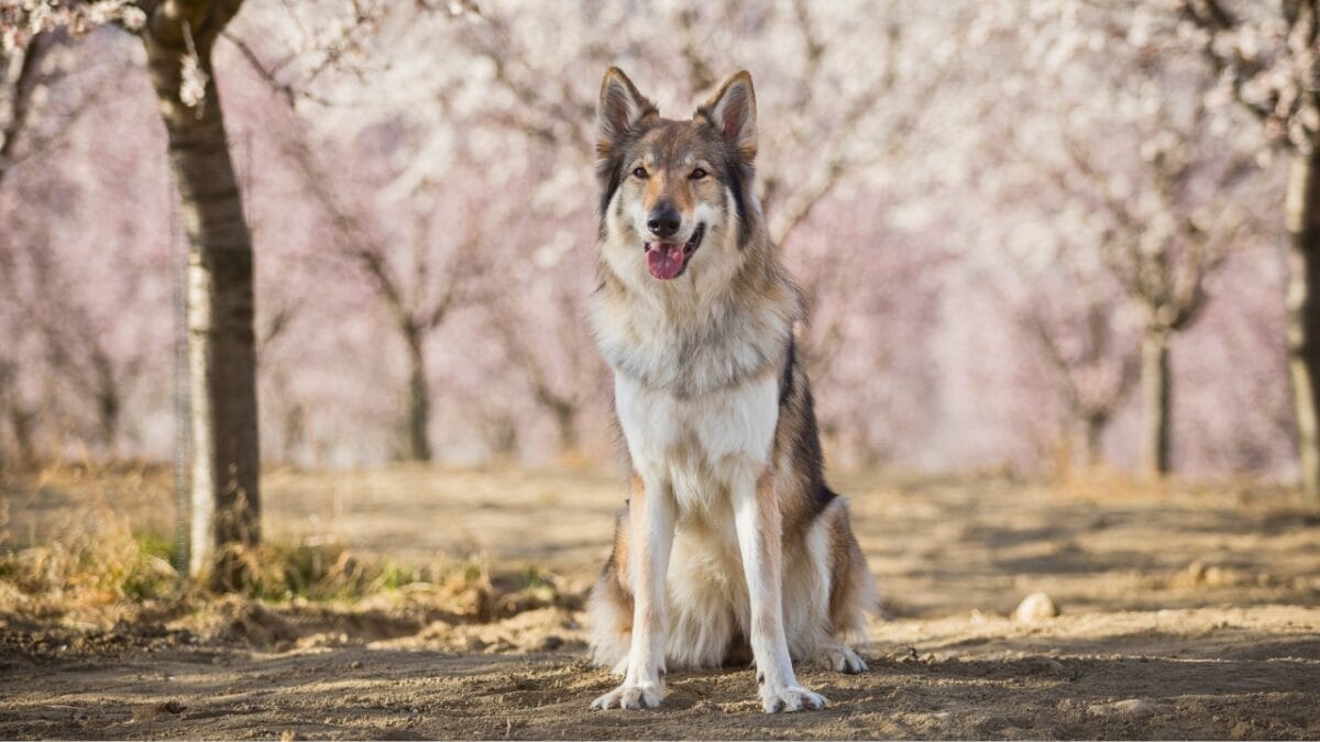 13 Wolf Dog Breeds Known for Their Wild Beauty 9 13 Wolf Dog Breeds Known for Their Wild Beauty - czechoslovakian wolfdog ss2142520833