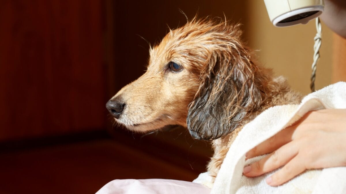 10 Grooming Tips to Keep a Dachshund Looking Sleek - dachshund dog blower dp175798644