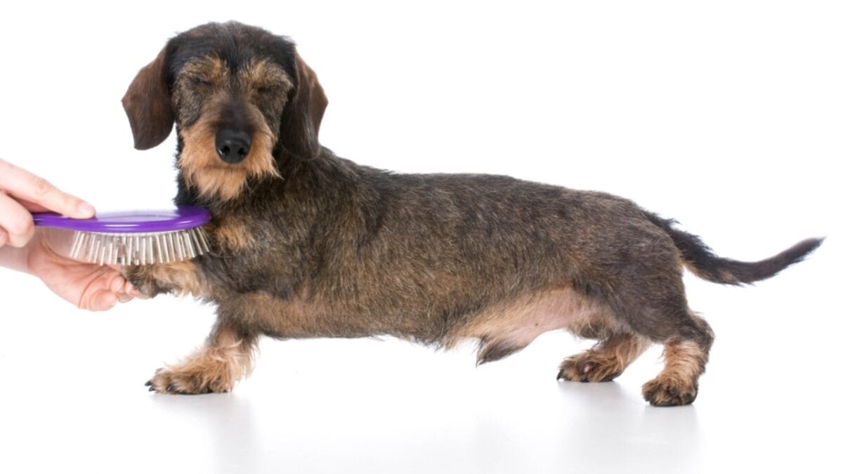 10 Grooming Tips to Keep a Dachshund Looking Sleek - dachshund dog brushing fur dp101262278