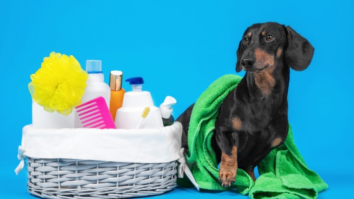 10 Grooming Tips to Keep a Dachshund Looking Sleek 2 10 Grooming Tips to Keep a Dachshund Looking Sleek - dachshund dog full groom set dp400103666