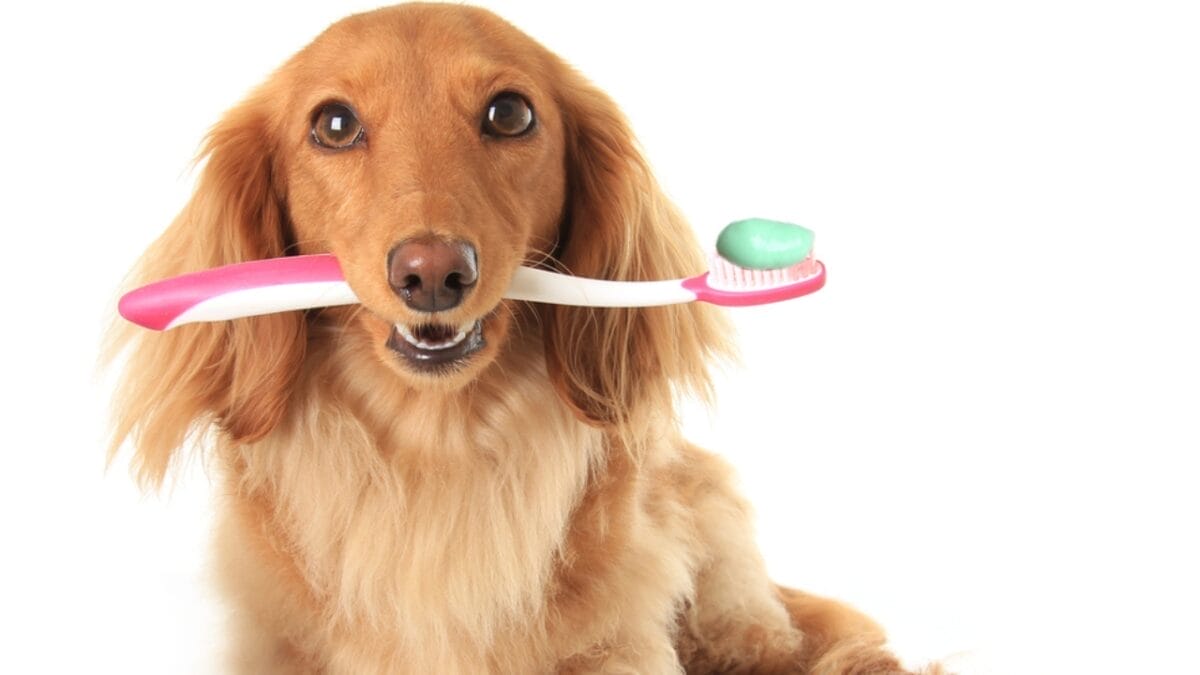 10 Grooming Tips to Keep a Dachshund Looking Sleek - dachshund dog holding toothbrush dp106907034