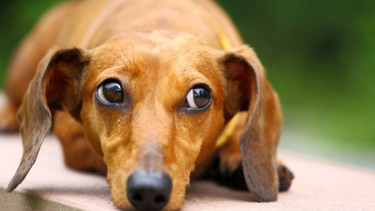 Does Your Dog Really Trust You... 15 Signs That Say Yes 9 Does Your Dog Really Trust You... 15 Signs That Say Yes - dachshund dog looking face dp23475724